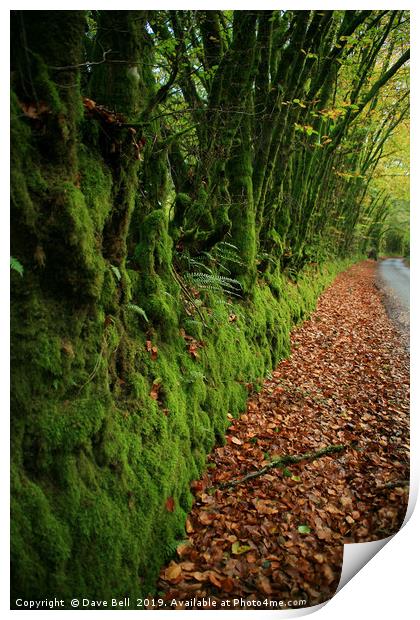 Green and Orange Lane Print by Dave Bell