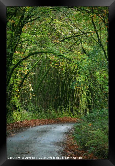 Green arch Framed Print by Dave Bell