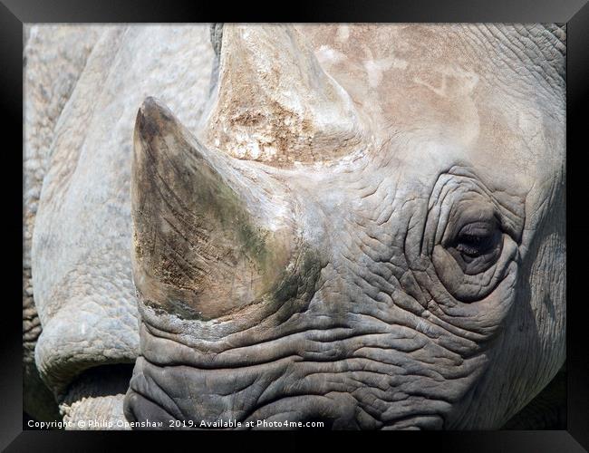 close up portrait of a black rhinoceros Framed Print by Philip Openshaw