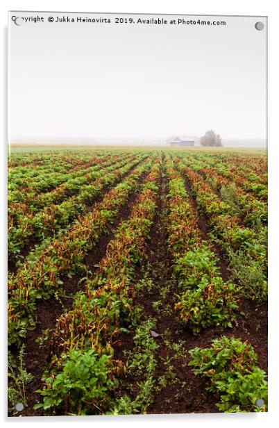 Rows Of Potato On A Misty Morning Acrylic by Jukka Heinovirta