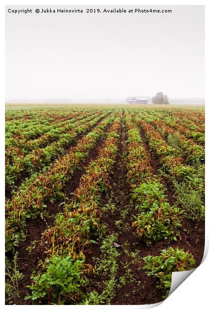 Rows Of Potato On A Misty Morning Print by Jukka Heinovirta