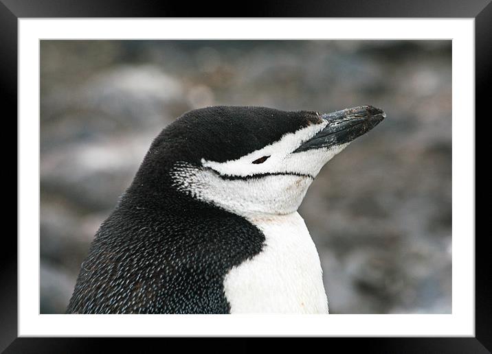Chinstrap penguin 18 Framed Mounted Print by Ruth Hallam