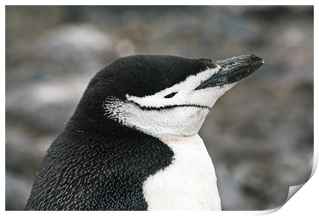 Chinstrap penguin 18 Print by Ruth Hallam