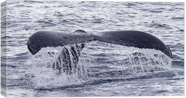 Humpback whale tail 2 Canvas Print by Ruth Hallam
