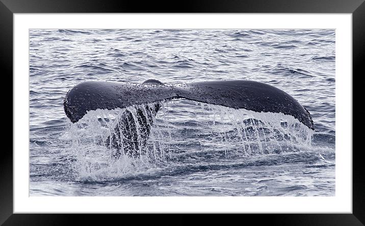 Humpback whale tail 2 Framed Mounted Print by Ruth Hallam