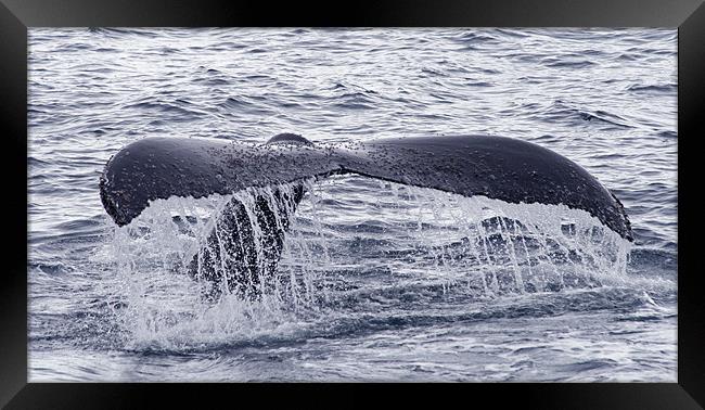 Humpback whale tail 2 Framed Print by Ruth Hallam