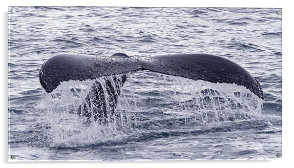 Humpback whale tail 2 Acrylic by Ruth Hallam