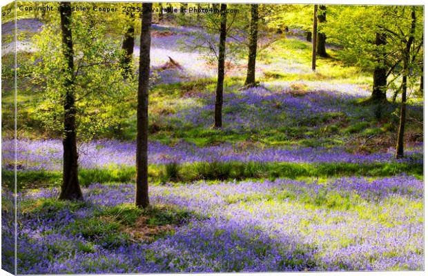 Bluebell carpet. Canvas Print by Ashley Cooper