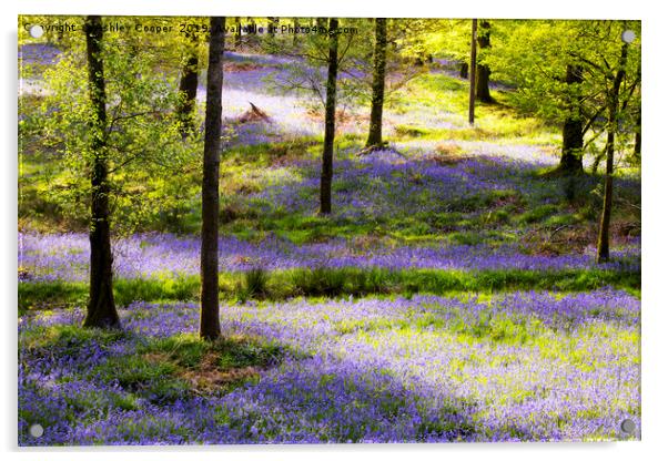 Bluebell carpet. Acrylic by Ashley Cooper