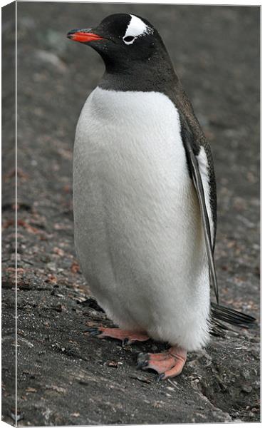 Gentoo penguin 3 Canvas Print by Ruth Hallam