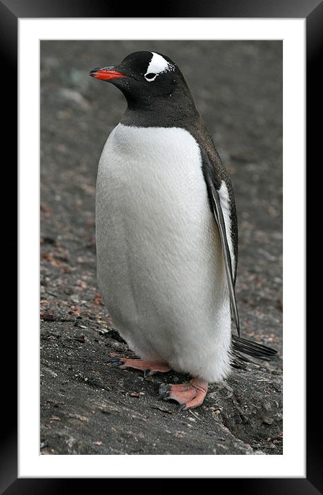 Gentoo penguin 3 Framed Mounted Print by Ruth Hallam