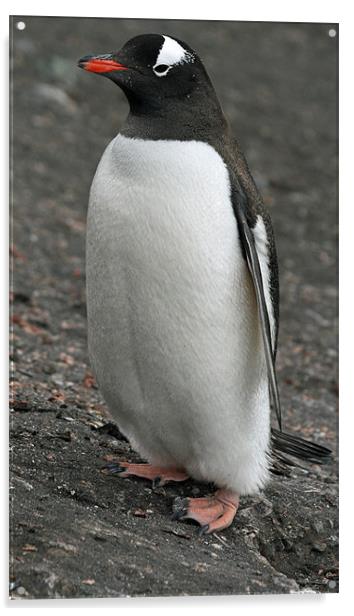 Gentoo penguin 3 Acrylic by Ruth Hallam