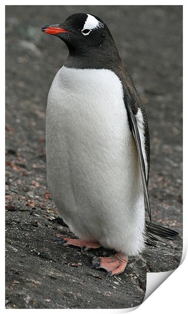 Gentoo penguin 3 Print by Ruth Hallam