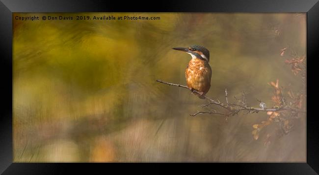 Kingfisher Framed Print by Don Davis