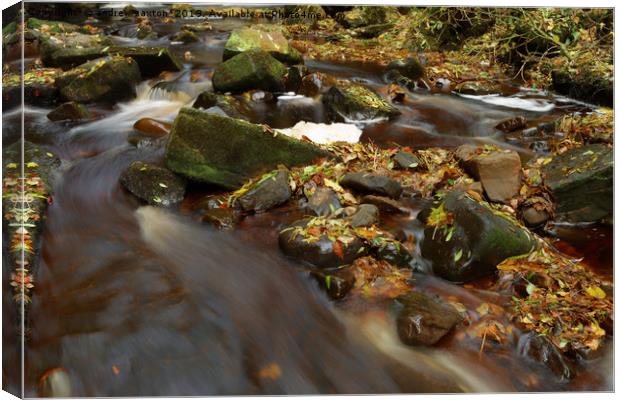 LEAFS ON ROCKS Canvas Print by andrew saxton