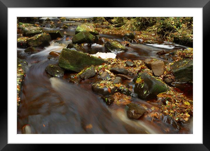 LEAFS ON ROCKS Framed Mounted Print by andrew saxton