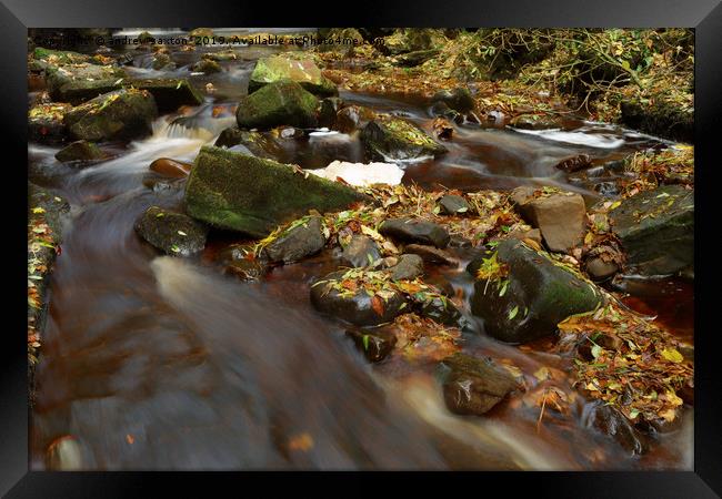 LEAFS ON ROCKS Framed Print by andrew saxton
