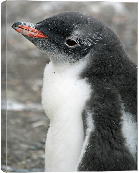 Gentoo penguin chick 10 Canvas Print by Ruth Hallam