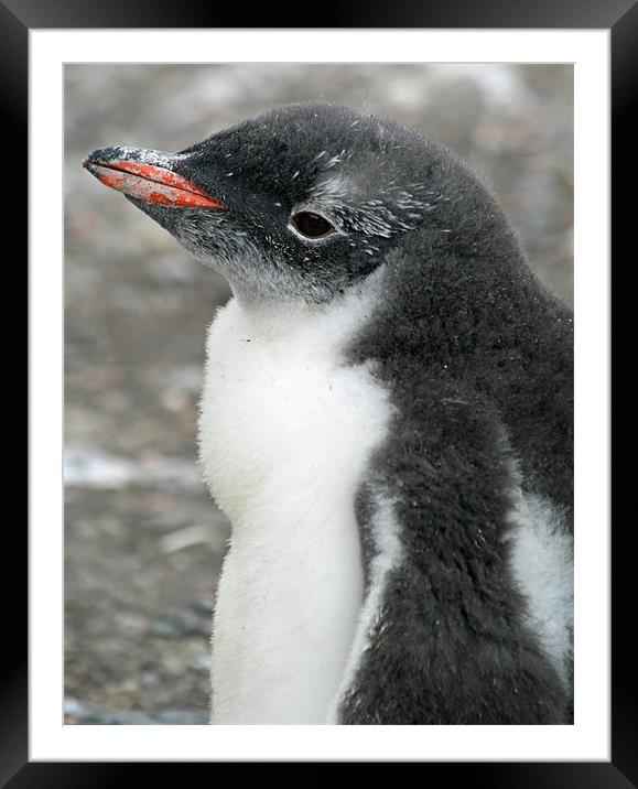 Gentoo penguin chick 10 Framed Mounted Print by Ruth Hallam