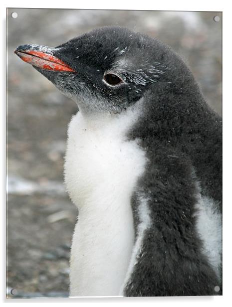 Gentoo penguin chick 10 Acrylic by Ruth Hallam