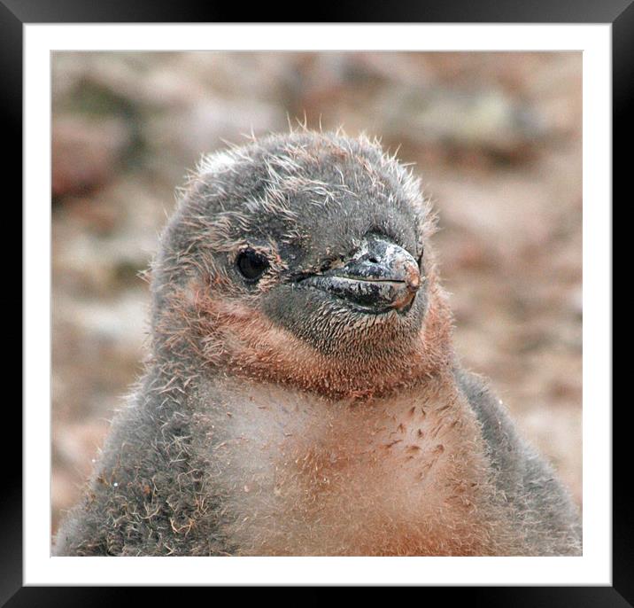 Chinstrap penguin chick 24 Framed Mounted Print by Ruth Hallam