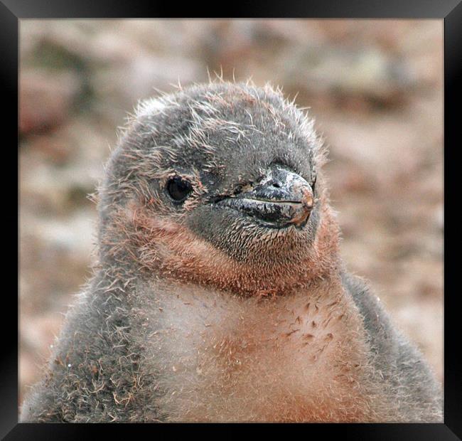 Chinstrap penguin chick 24 Framed Print by Ruth Hallam