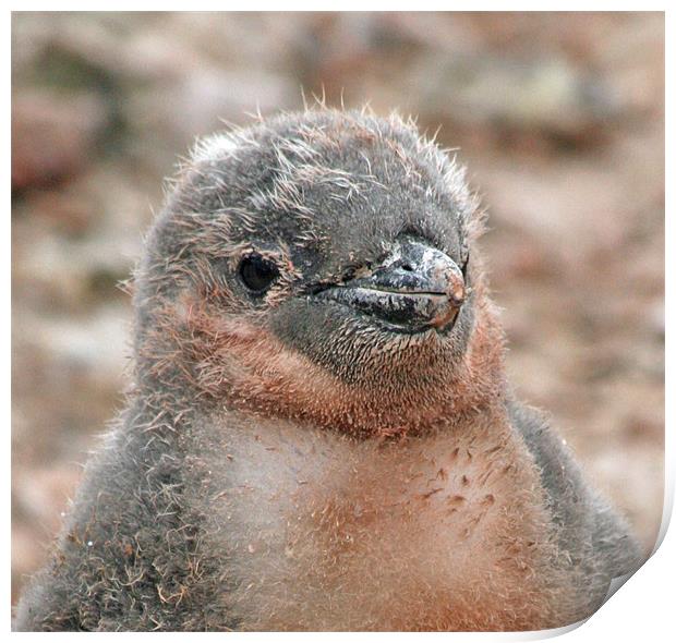 Chinstrap penguin chick 24 Print by Ruth Hallam