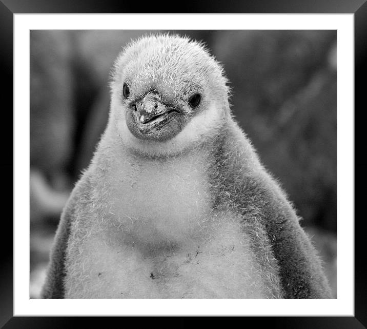 Chinstrap penguin chick 28 Framed Mounted Print by Ruth Hallam