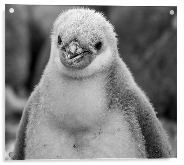 Chinstrap penguin chick 28 Acrylic by Ruth Hallam