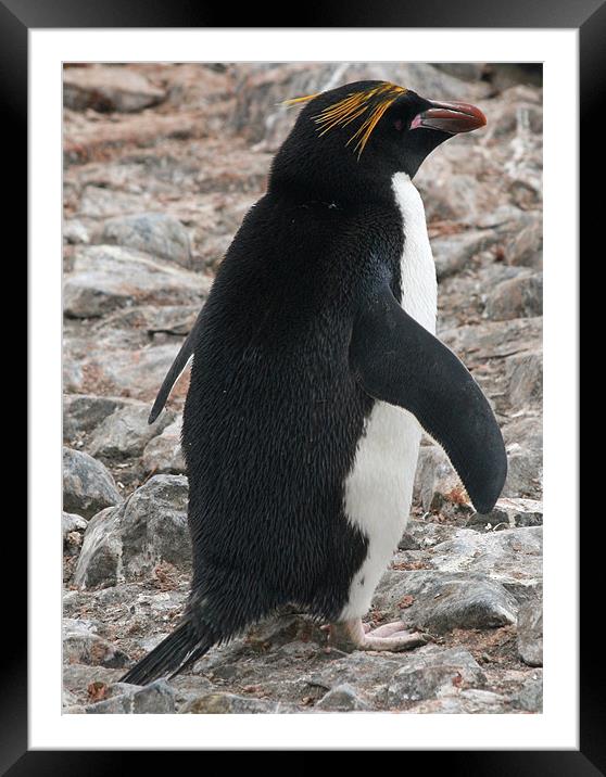 Macaroni penguin 5 Framed Mounted Print by Ruth Hallam