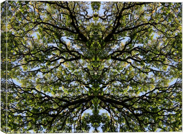 Mirror image trees Canvas Print by steve ball