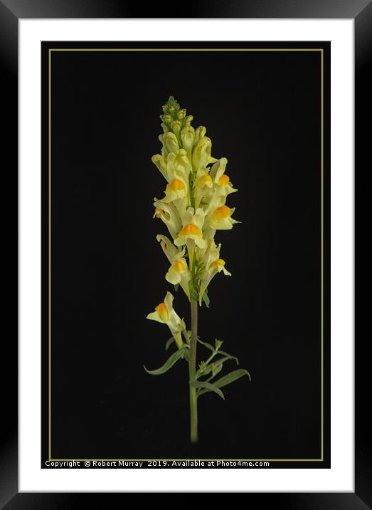 Toadflax Framed Mounted Print by Robert Murray
