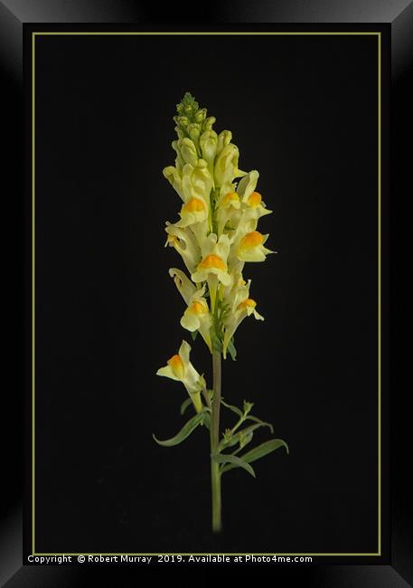 Toadflax Framed Print by Robert Murray