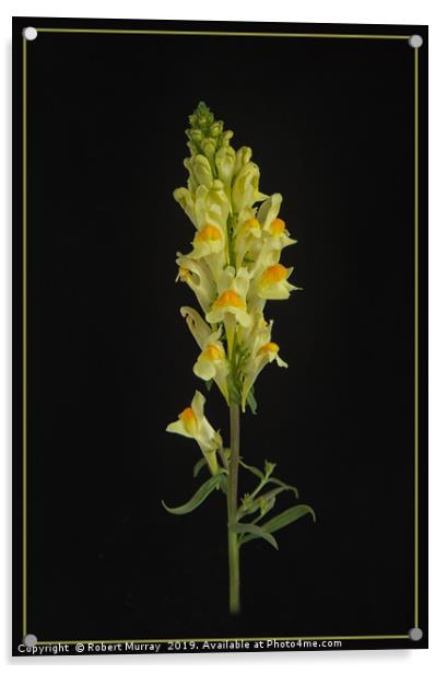 Toadflax Acrylic by Robert Murray
