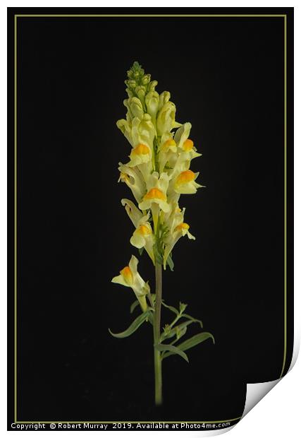 Toadflax Print by Robert Murray