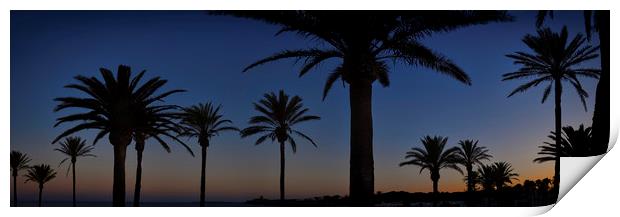 Palm Tree Silhouette Print by Adrian Brockwell