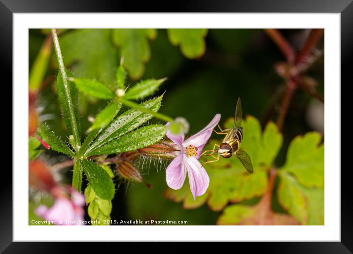 Hover Fly Framed Mounted Print by Brian Roscorla