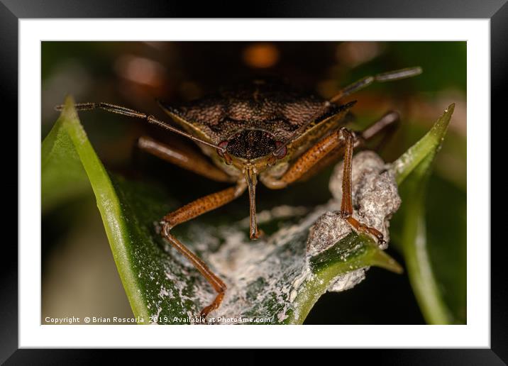 Forest Shield Bug Framed Mounted Print by Brian Roscorla