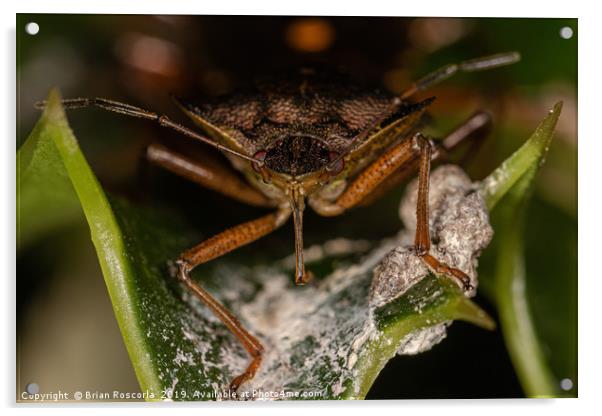 Forest Shield Bug Acrylic by Brian Roscorla