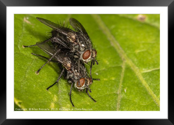 House Fly Framed Mounted Print by Brian Roscorla
