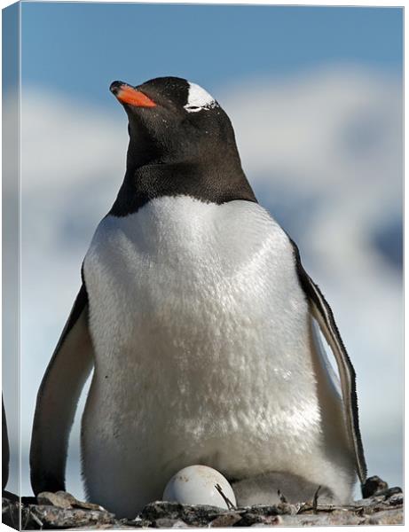 Gentoo penguin 34 Canvas Print by Ruth Hallam