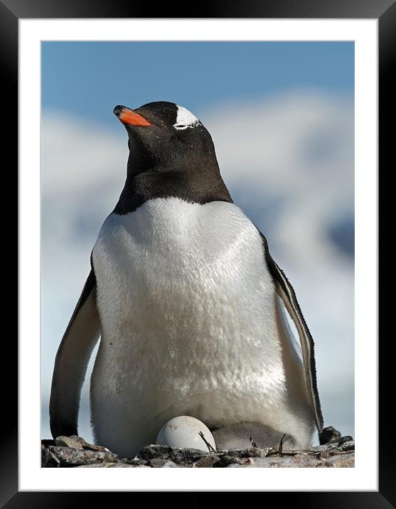 Gentoo penguin 34 Framed Mounted Print by Ruth Hallam