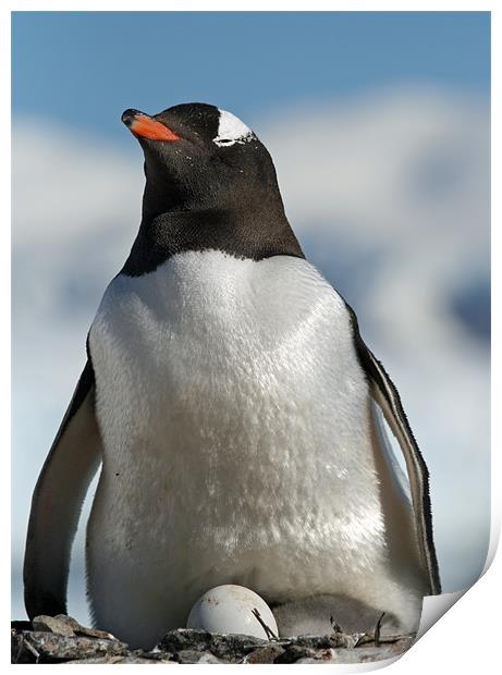 Gentoo penguin 34 Print by Ruth Hallam