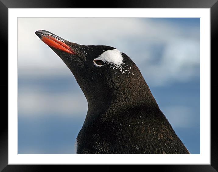 Gentoo penguin 39 Framed Mounted Print by Ruth Hallam