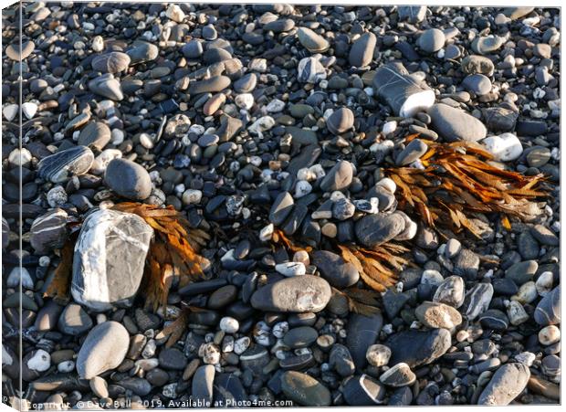 Pebbles and Weed Canvas Print by Dave Bell