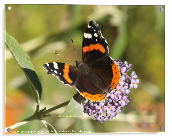 Vibrant Red Admiral Butterfly Acrylic by Robert Murray