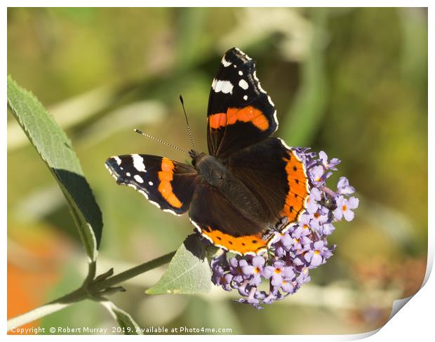 Vibrant Red Admiral Butterfly Print by Robert Murray