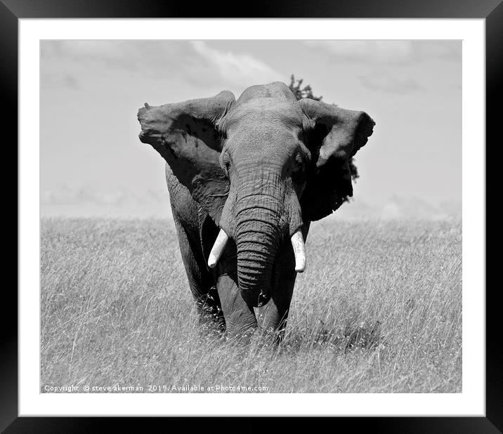 Elephant in the Masai Mara. Framed Mounted Print by steve akerman