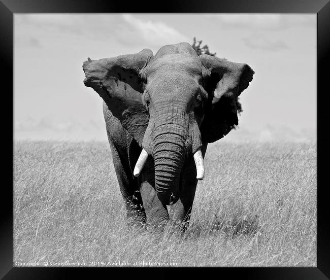 Elephant in the Masai Mara. Framed Print by steve akerman