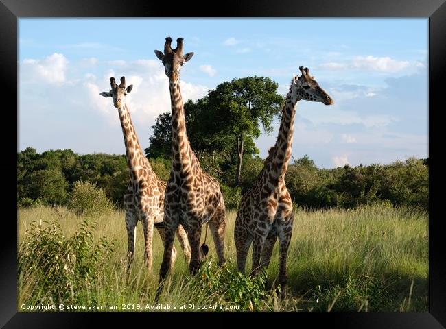    Three Giraffes in the Masai Mara.               Framed Print by steve akerman
